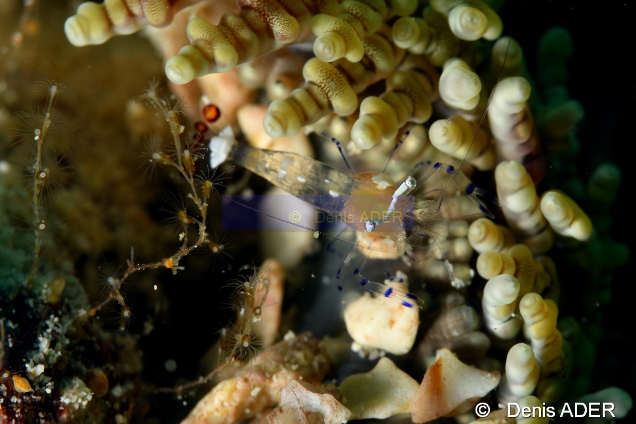 Periclimenes brevicarpalis Heteractis aurora-Liwutonkidi Jetty beach-20m-20180604-Denis-ADER-DSC_4196_tn.jpg